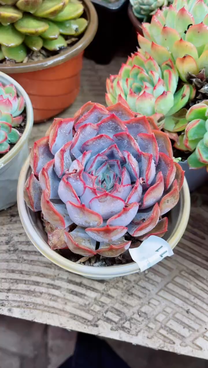 25011多肉植物一物一拍