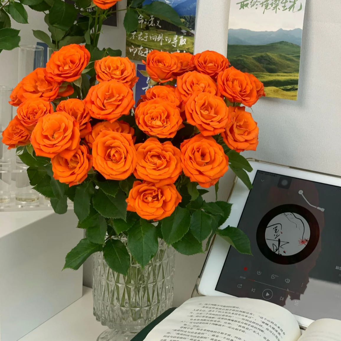 【花一专属】橙色芭比·多头玫瑰花 云南A级鲜花品顺丰直发