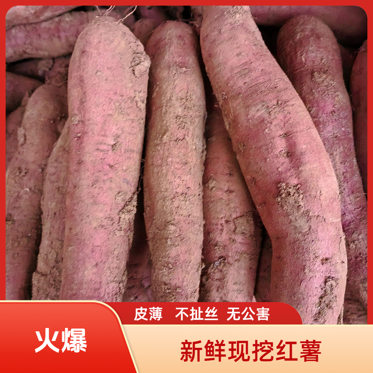 正宗沙地现挖板栗红薯香甜软糯白心番薯
