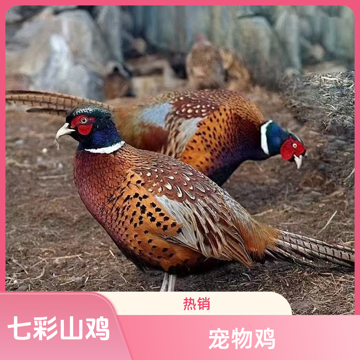 宠物鸡长尾鸡体态修长羽毛靓丽似七彩祥云寓意吉祥庭院观赏鸡