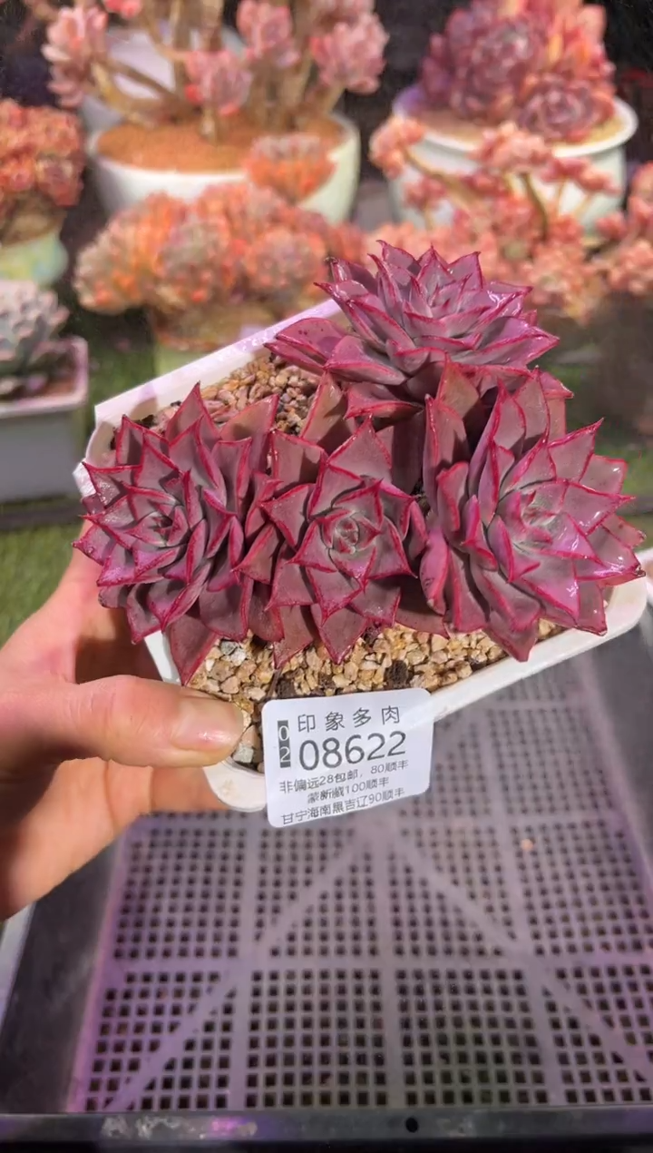 【闪购商品】08622