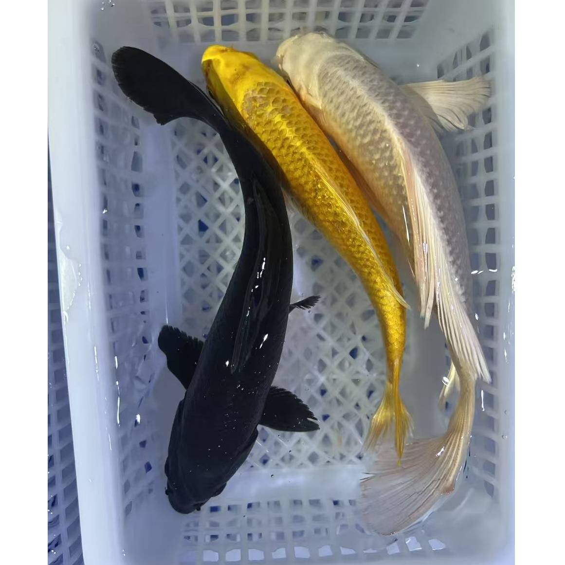 【15-17cm 1黄1黑1白共三条】冷水淡水观赏鱼锦鲤草金好养耐活抗造