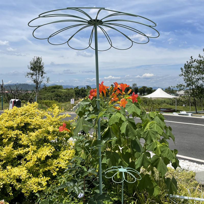 园艺月季植物铁艺棒棒糖花架爬藤架植物攀爬支架支撑杆铁艺花架子