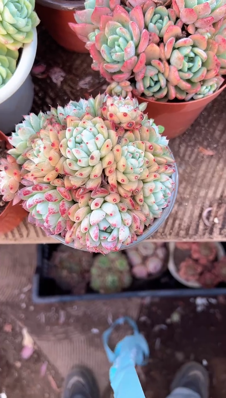 木*子多肉植物一物一拍28463