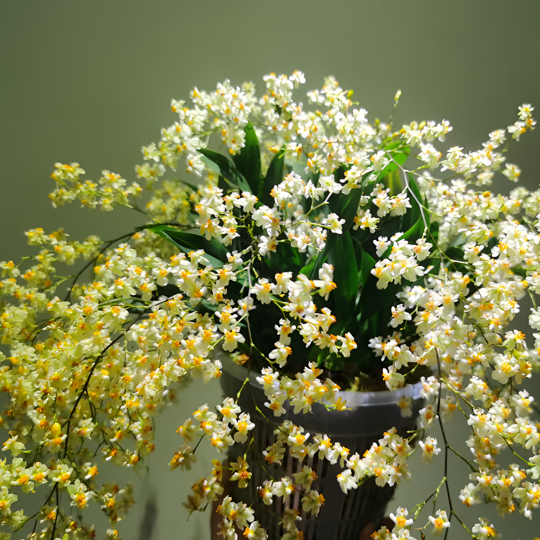 【罗曼香】梦香兰10枝花剑送蘑菇型花盆原生五年苗室内花自然花香