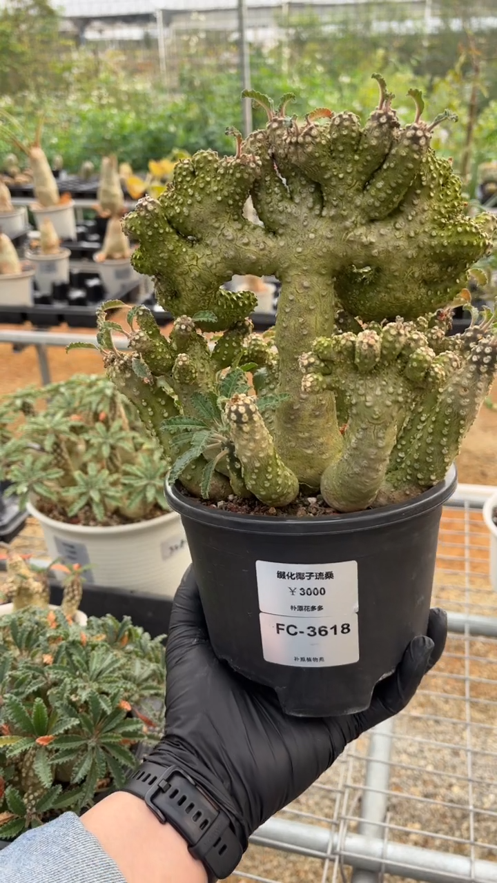 缀化椰子琉桑FC-3618