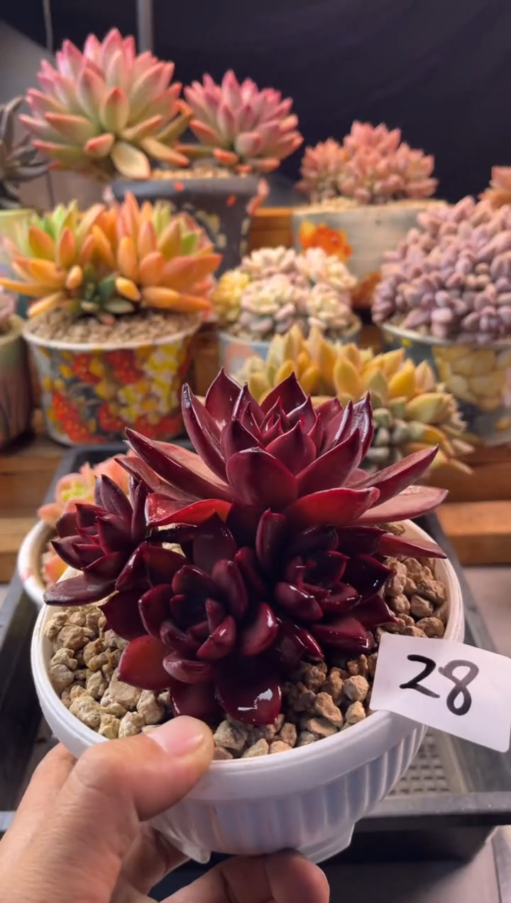 12.7-28红糖卡红糖卡