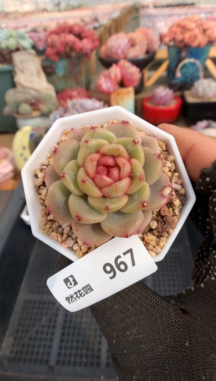 【闪购商品】967珍妮一物一拍