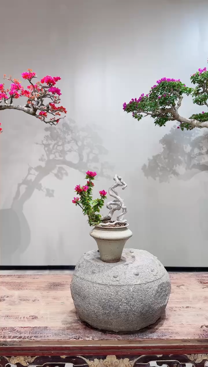 【闪购商品】盆景小桃红