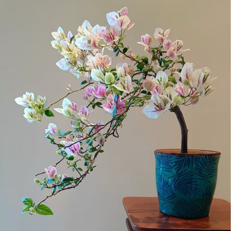 晶禾三角梅 可爬藤可灌木 盆栽地栽阳台  可造型 云南基地直发