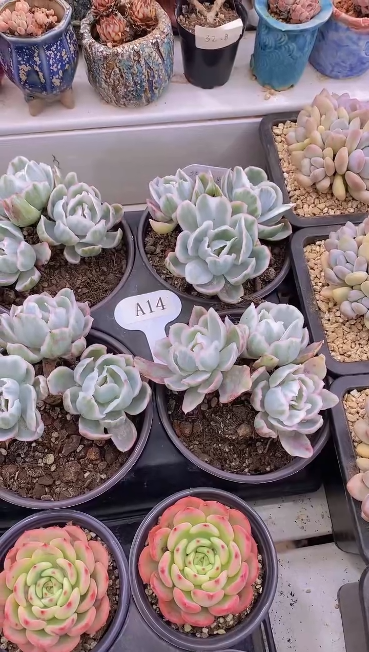 【闪购商品】A14-伯克利锦3头脱土发（量拍