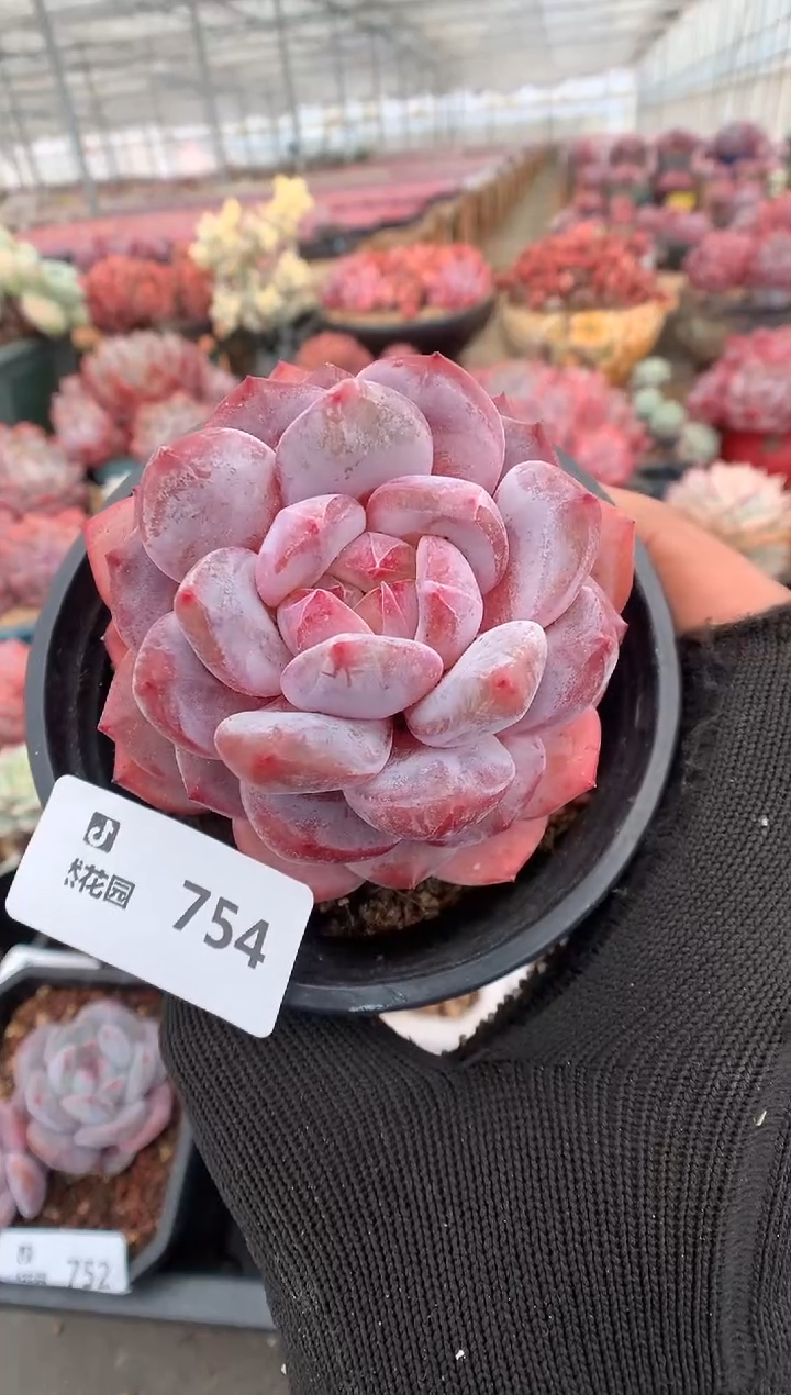 754粉星影一物一拍多肉植物