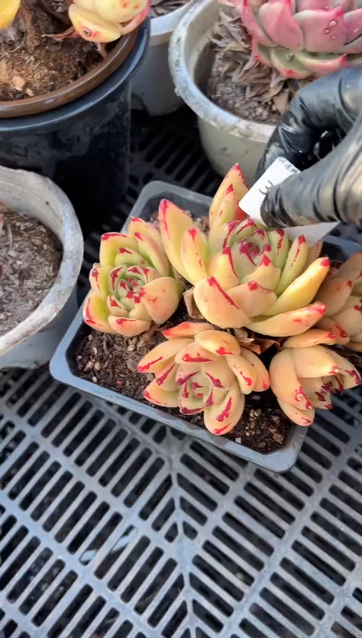 芬*❤多肉植物一物一拍31446