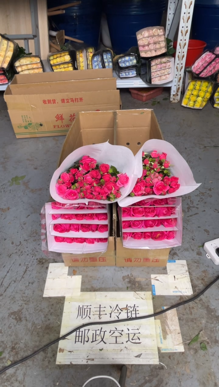 佛洛依20枝+苏菲10枝      