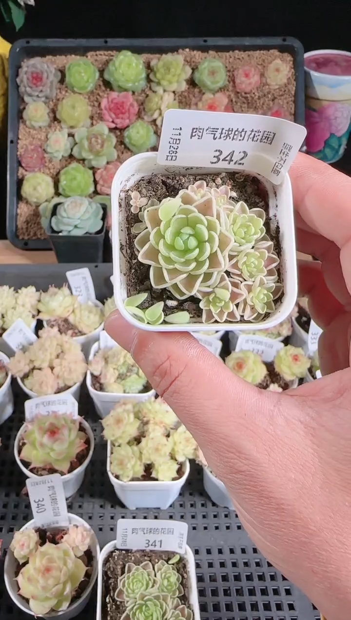 多肉1128-342群生不包整