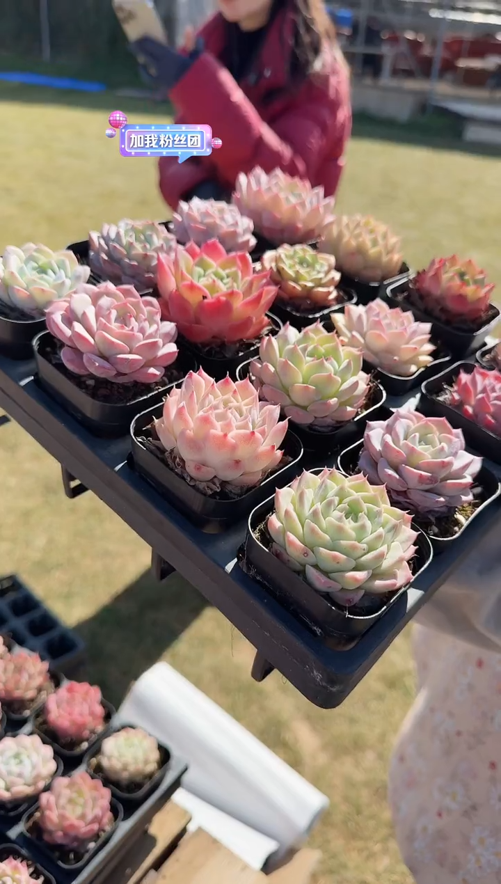 东云多肉园新款-01