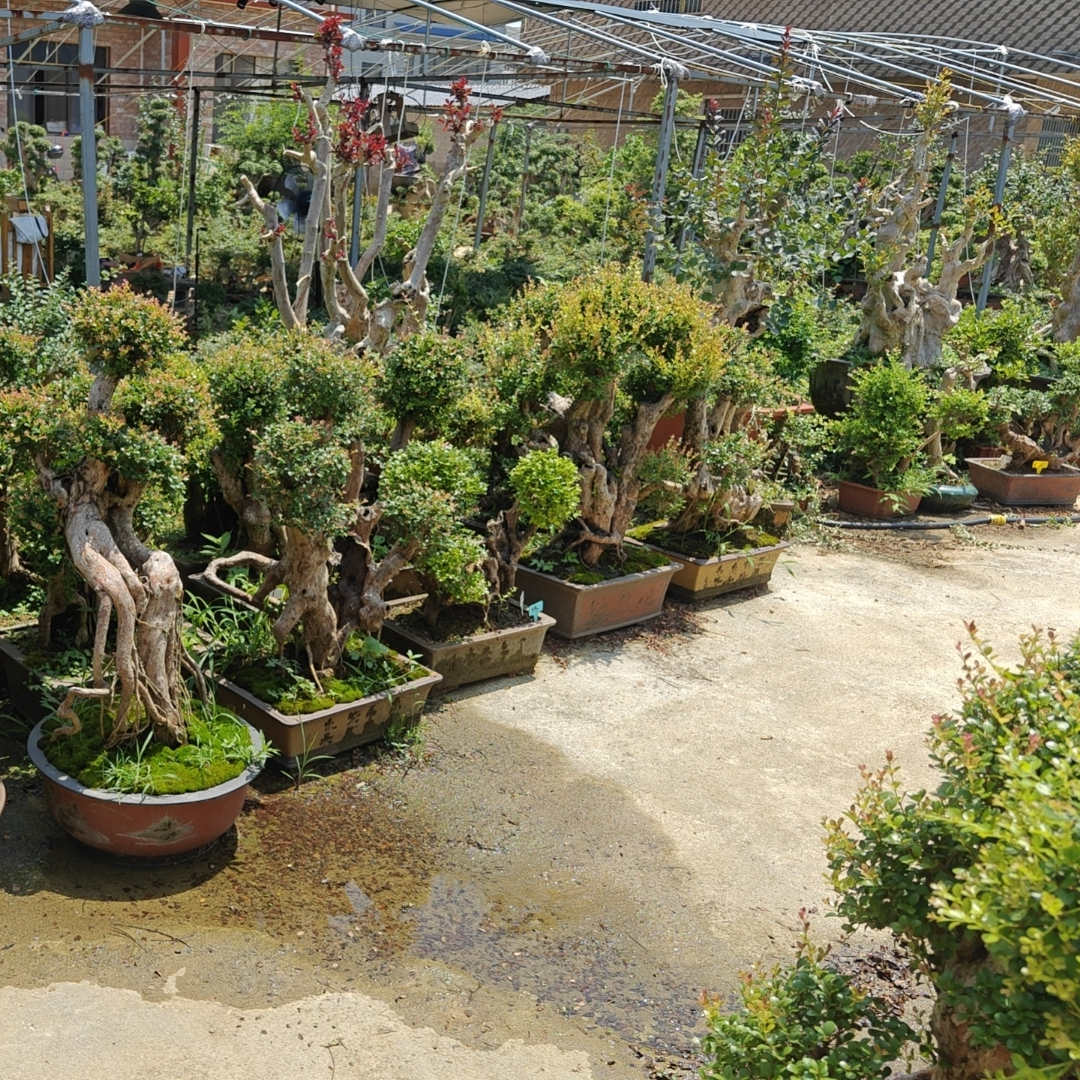 赤楠紫薇老桩（直播间看好货再挂牌，无挂牌默认按售价随机发货）