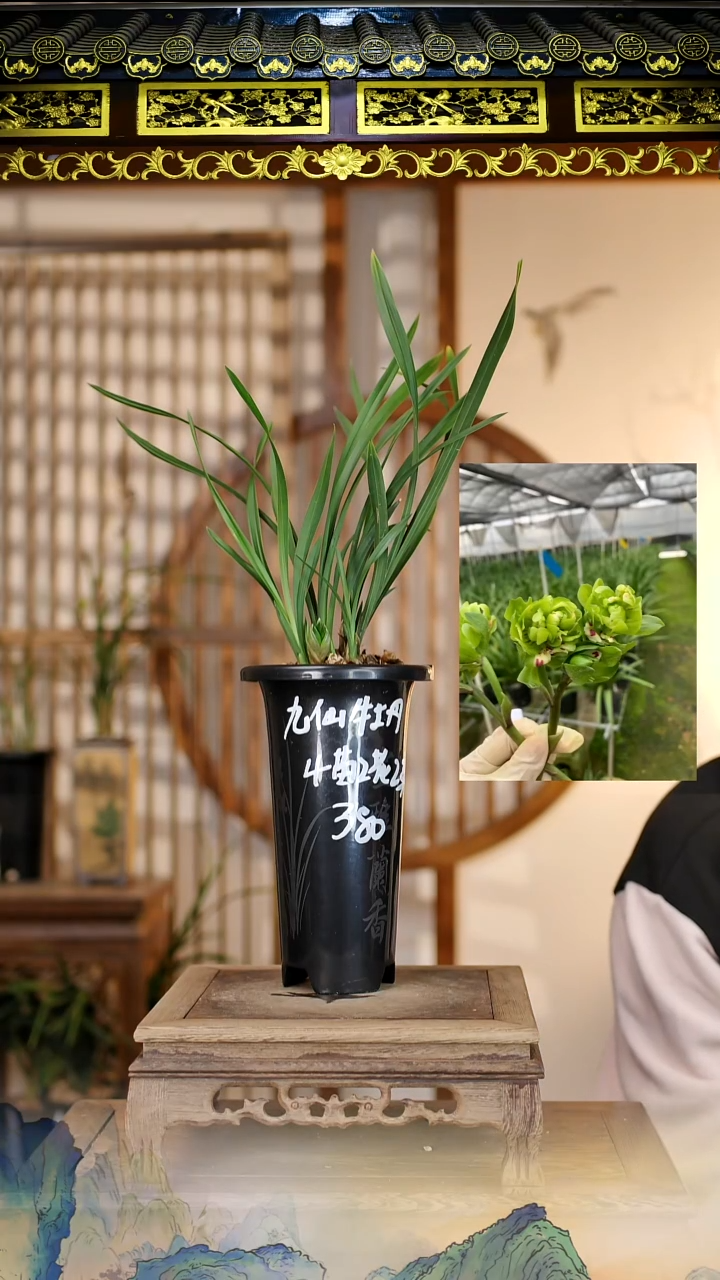 全部花苞九仙牡丹4苗2花