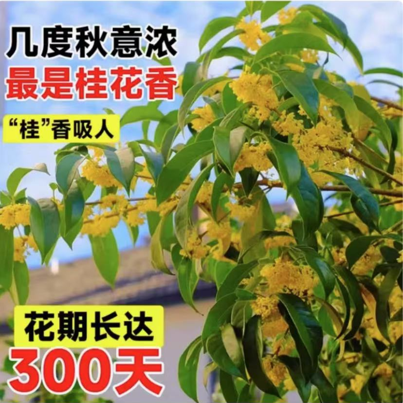 桂花树盆栽带香味好养花卉适合室内外阳台庭院盆栽花卉