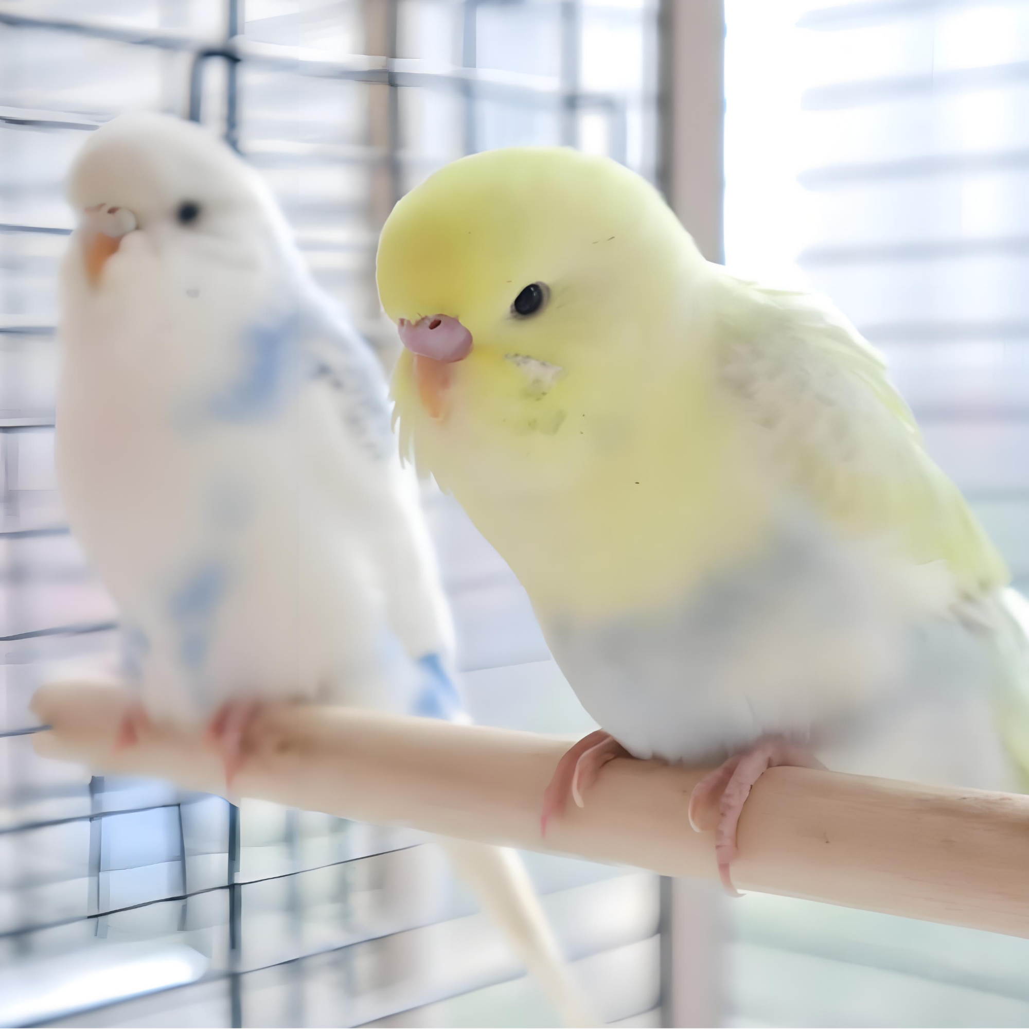 大头鹦鹉2个月小鸟一对