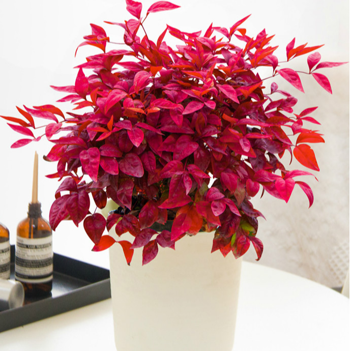 【火焰南天竹】 室内盆栽庭院地栽观叶植物  越冷越红