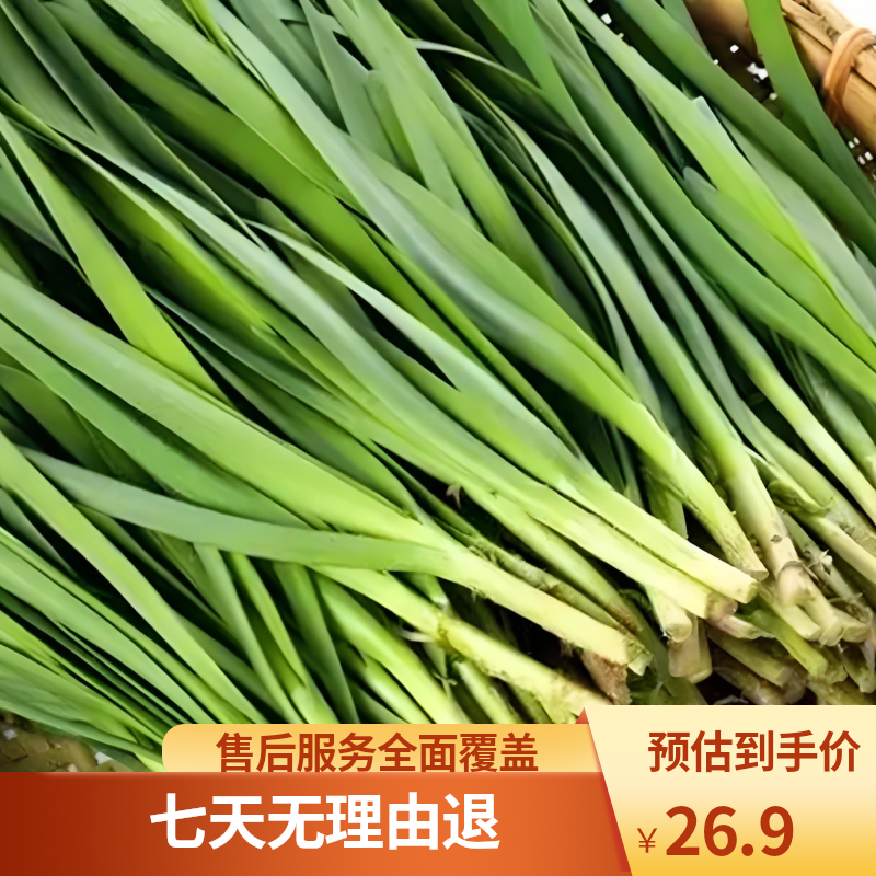东北韭菜现割现发新鲜发货顺丰包邮