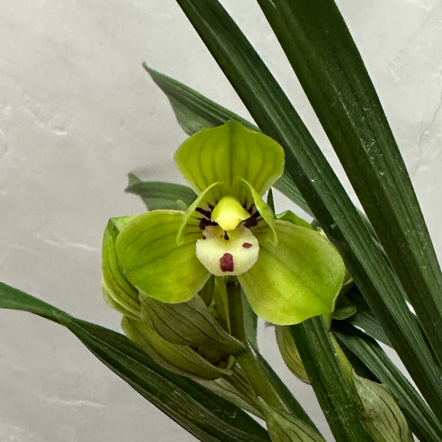 春兰【帝皇荷】浓香型 正格荷瓣花 花期12-来年3月