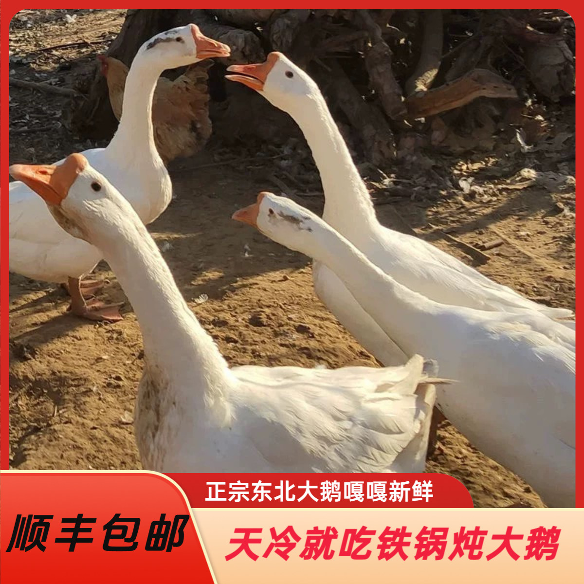 东北大鹅整只鹅肉新鲜大鹅农家散养鹅肉生鲜单只5~6斤