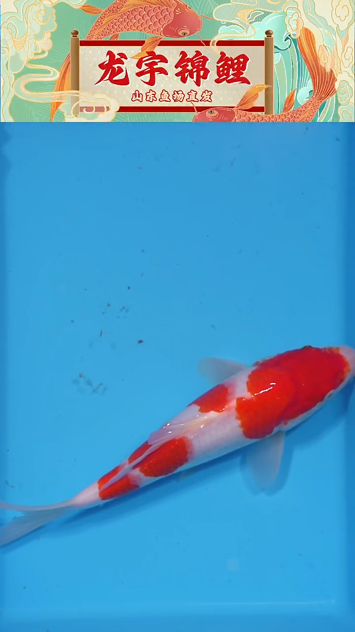 锦鲤2025123007红白26公分