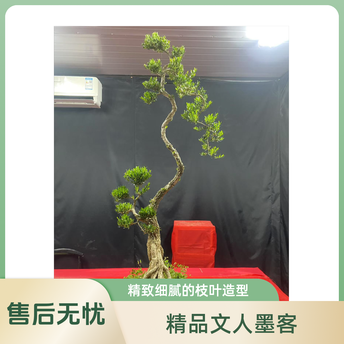 广东雀舌黄杨盆景文人墨客精品老桩室内外盆景绿植盆栽室内飘枝