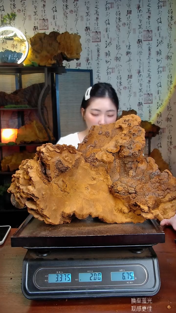 松针层孔菌中国大陆【藏区 野生】松树桑黄（6.75斤）80-90年份