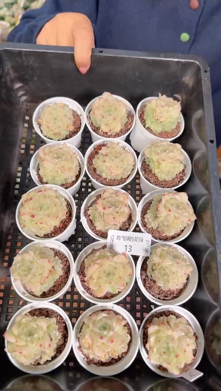 1220-13ppt-78群多肉量拍任意发一颗群生不包整