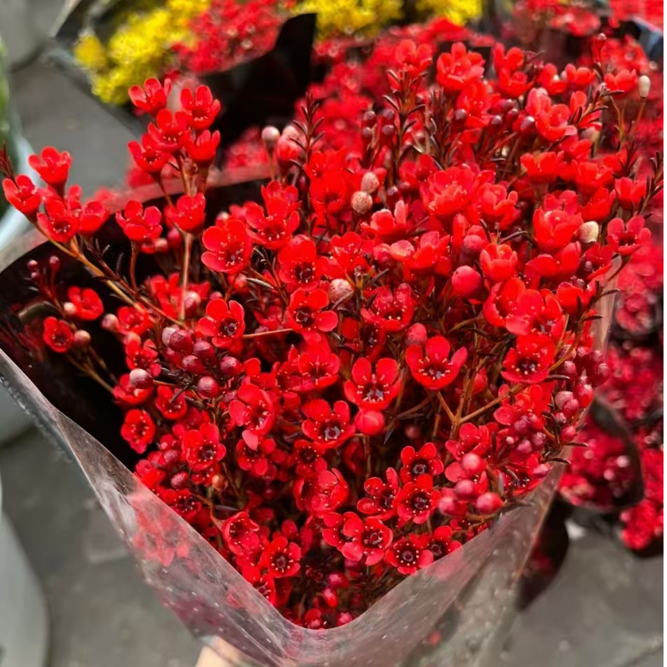 红色腊梅  年宵花必选