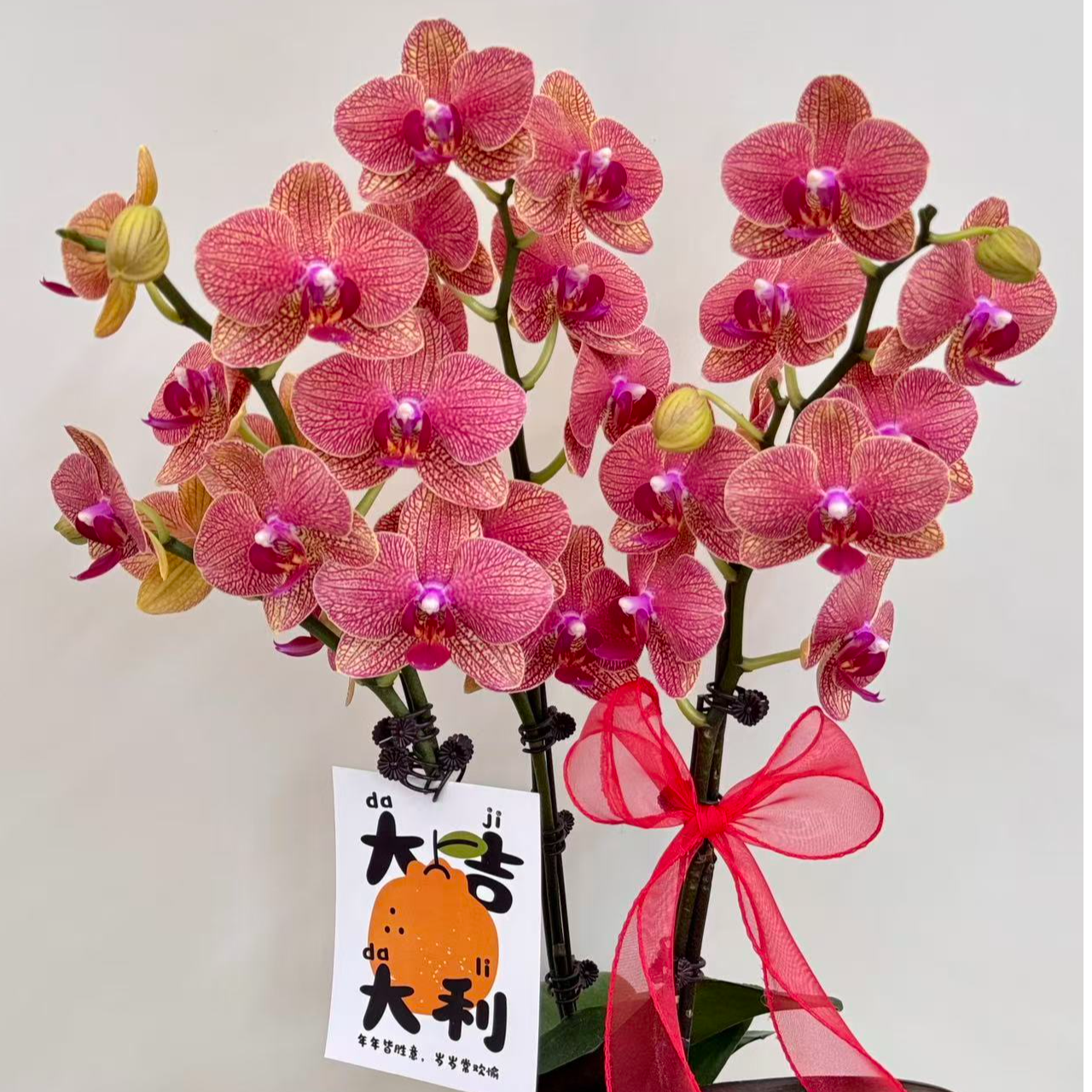 蝴蝶兰【心想事橙3】鲜花盆栽室内观赏花花佛山基地直发好养易活