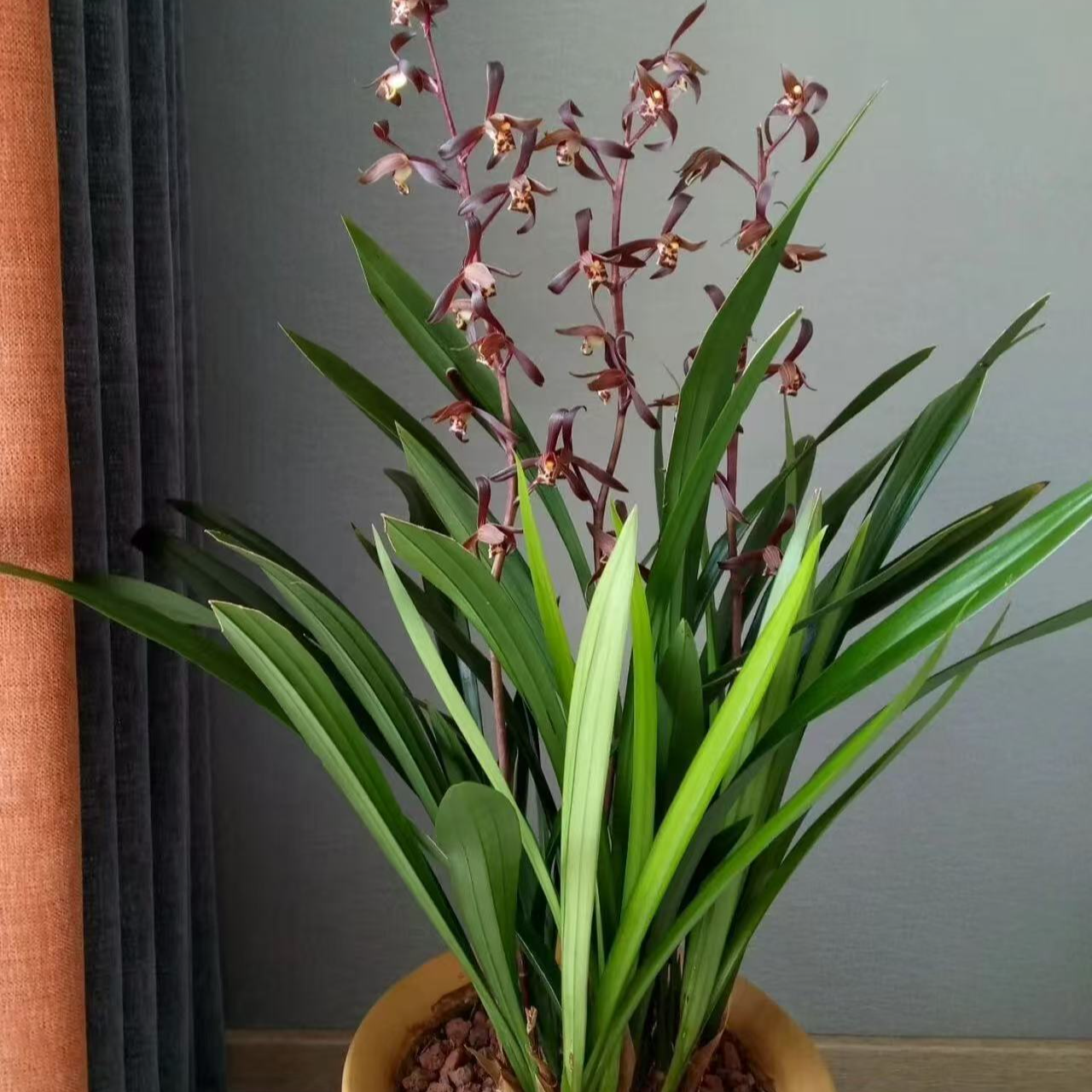 【新疆包邮】本地名花大号墨兰当年开花