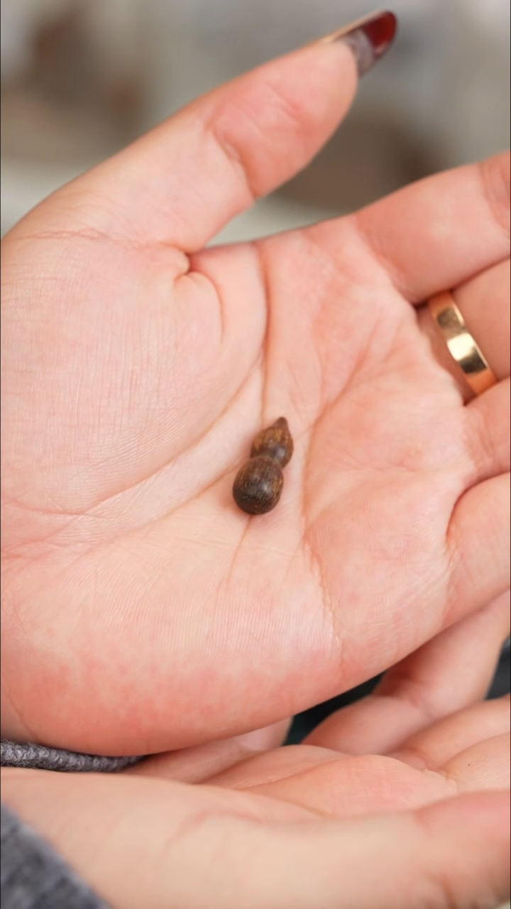 沉香沉香碎屑富森红土沉水葫芦0.5克