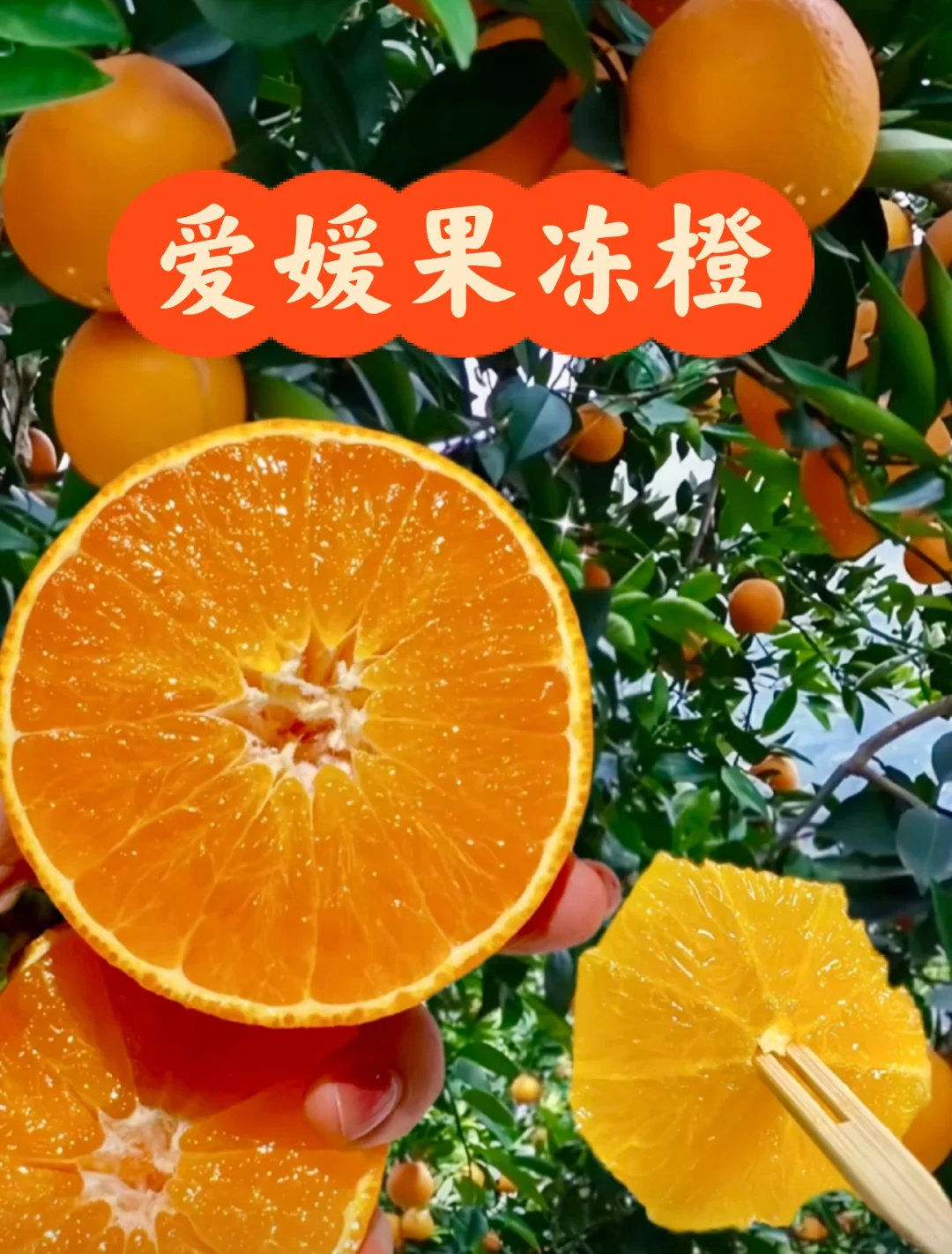 【只发新疆】四川爱媛38号果冻橙新鲜现摘现发爆甜多汁无籽无核