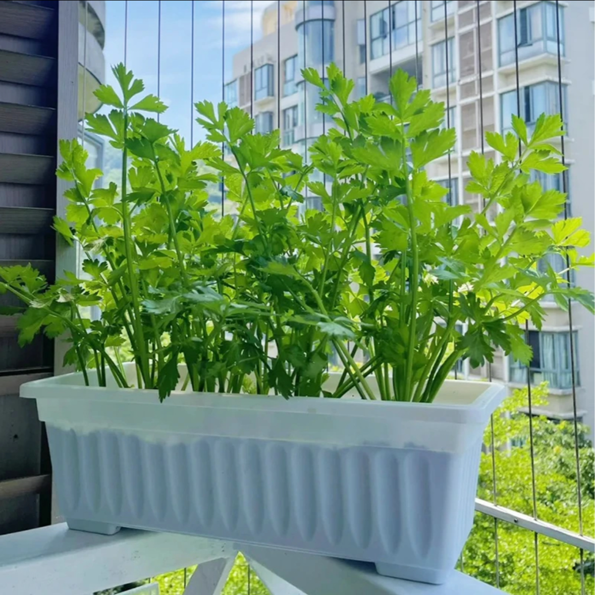 【山东寿光发货对版芹菜苗】皇后大西芹四季小香芹阳台盆栽小院种植