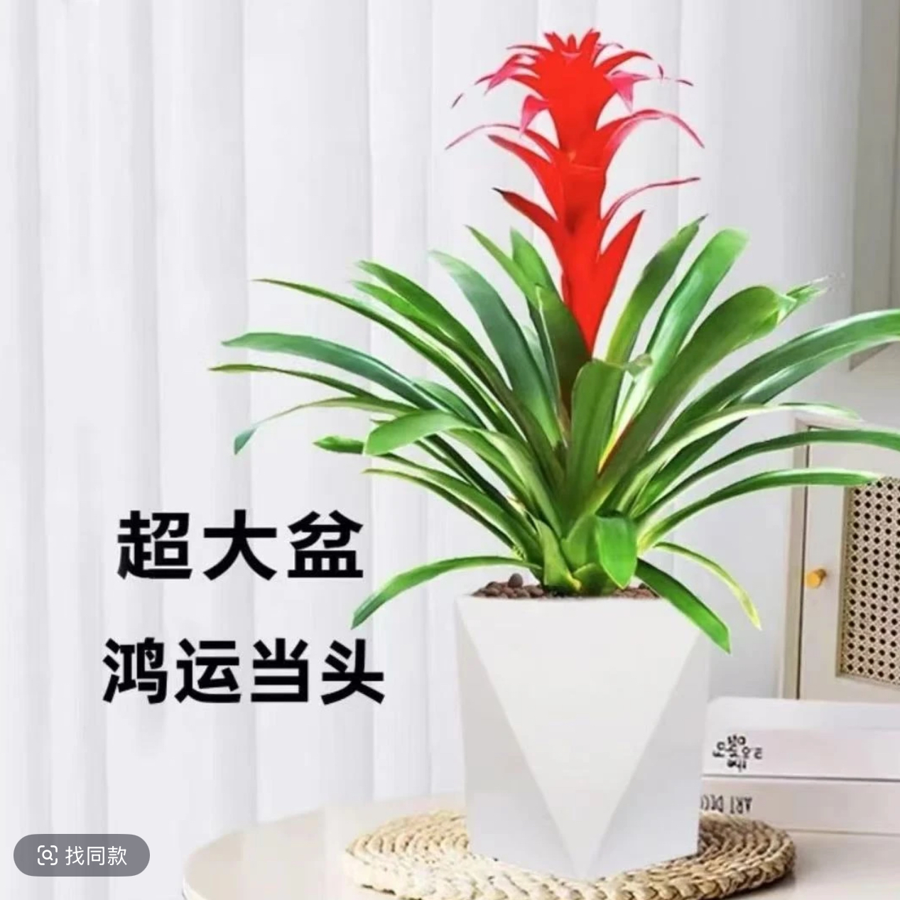 开仓福利大红星鸿运当头单头喜庆绿植