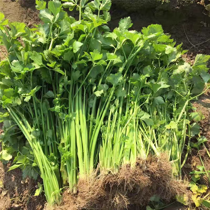 湖南本地农家芹菜香芹菜水芹菜空心芹菜应季蔬菜当天现摘现发
