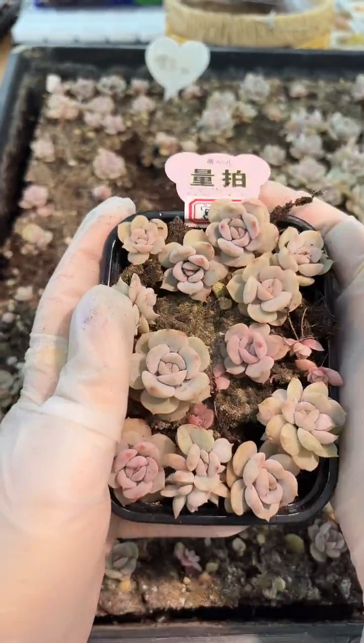 宫花 五方一盆 单双混 量拍混发