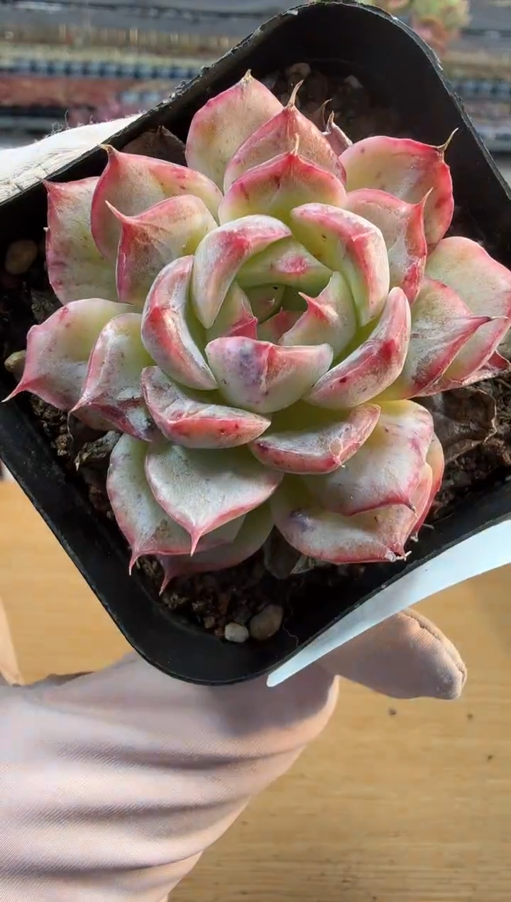 东云多肉园二店-356