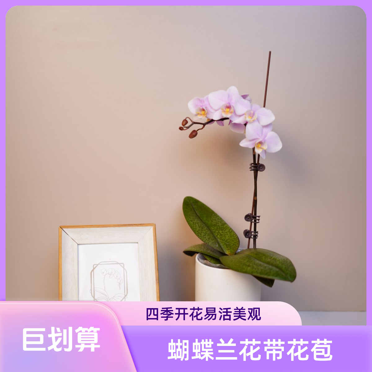 《花漫里基地》蝴蝶兰【槟郎西施】3.0寸全花开花株发货