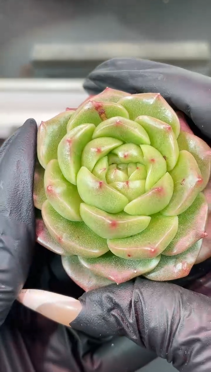 闪购1778  翡冷翠多肉一颗   6厘米