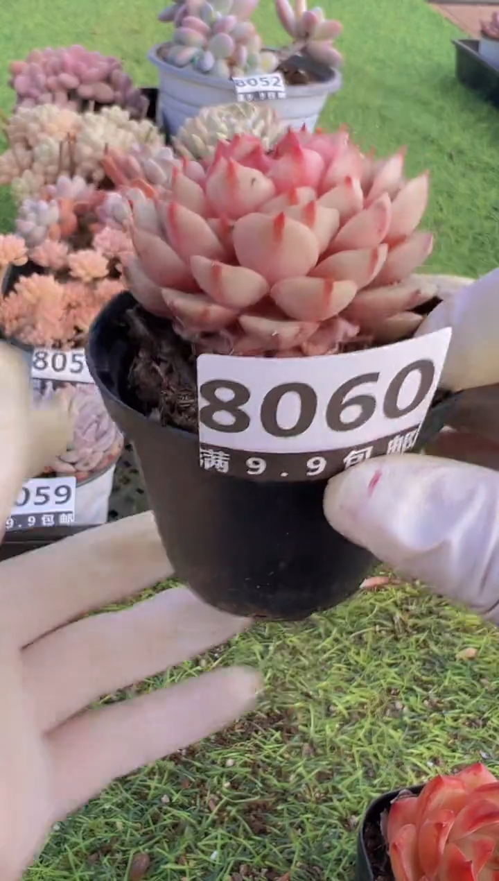 【闪购商品】信福多肉一物一拍