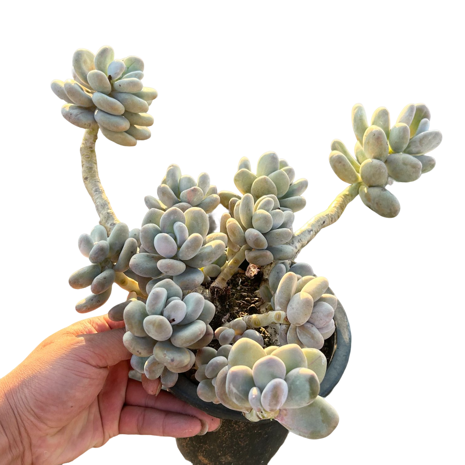 老桩桃美人脱土 多肉植物室内绿植净化空气