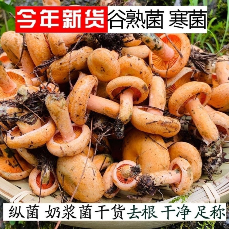 纯野生松树菌寒菌松菇松乳菇枞菌干品野生菌干货三九菌谷熟菌