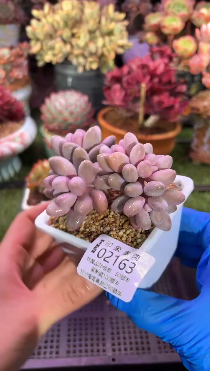 【闪购商品】02163