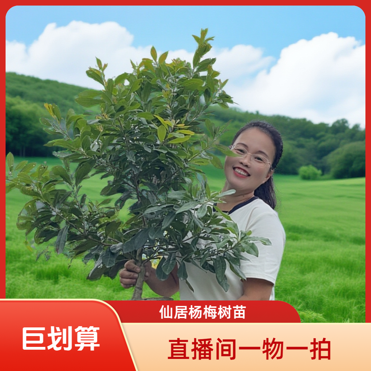 东魁黑炭杨梅树苗1-5年正宗仙居东魁杨梅盆栽种植杯苗带土发货