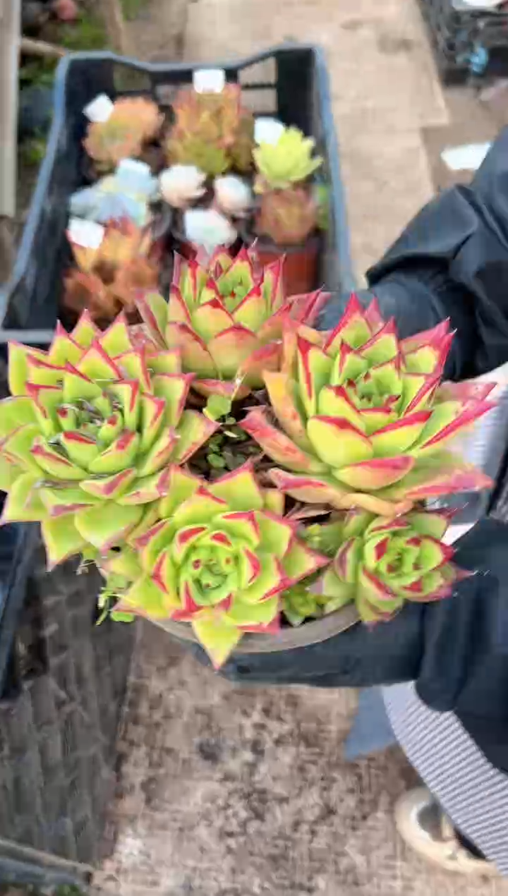 拂*多肉植物一物一拍13352